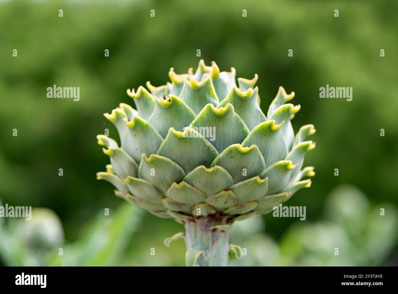De plus en plus d'Artichauts bio dans le potager Banque D'Images