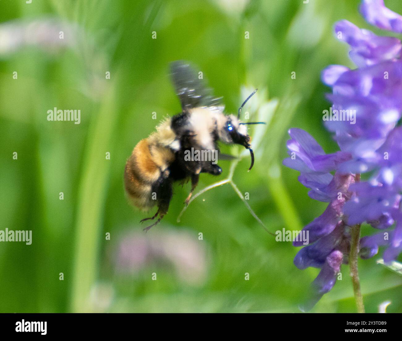 Insecte de Bumble Bee (Bombus appositus) à épaules blanches Banque D'Images