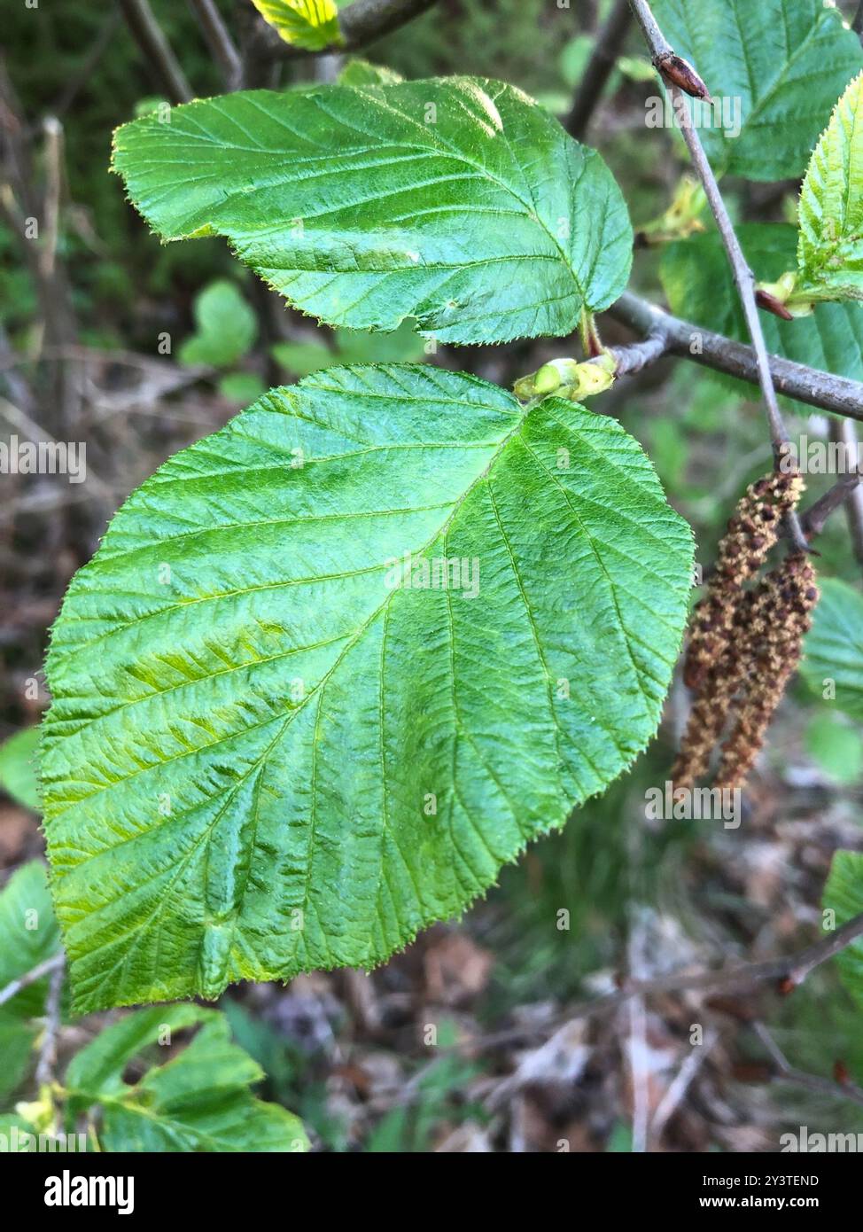 Aulne de montagne (Alnus alnobetula crispa) Plantae Banque D'Images