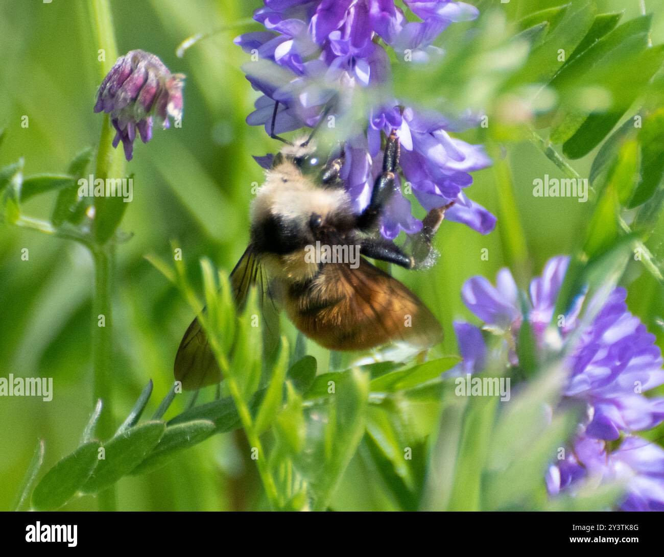 Insecte de Bumble Bee (Bombus appositus) à épaules blanches Banque D'Images