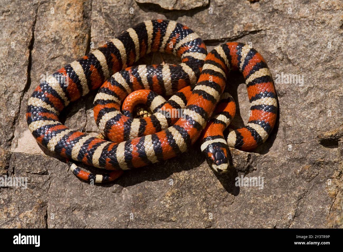 Serpent royal des montagnes de l'Arizona (Lampropeltis pyromelana) Reptilia Banque D'Images