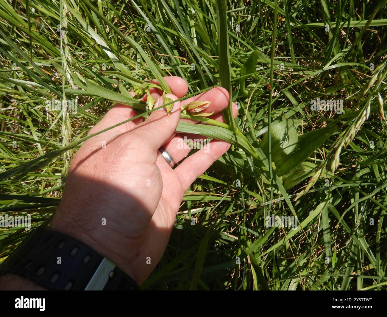 Orchidée de ruisseau (Epipactis gigantea) Plantae Banque D'Images