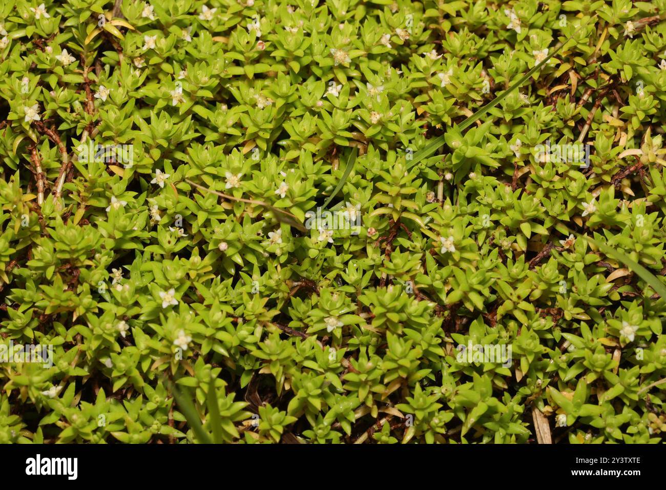 Pygmyweed de Nouvelle-Zélande (Crassula helmsii) Plantae Banque D'Images