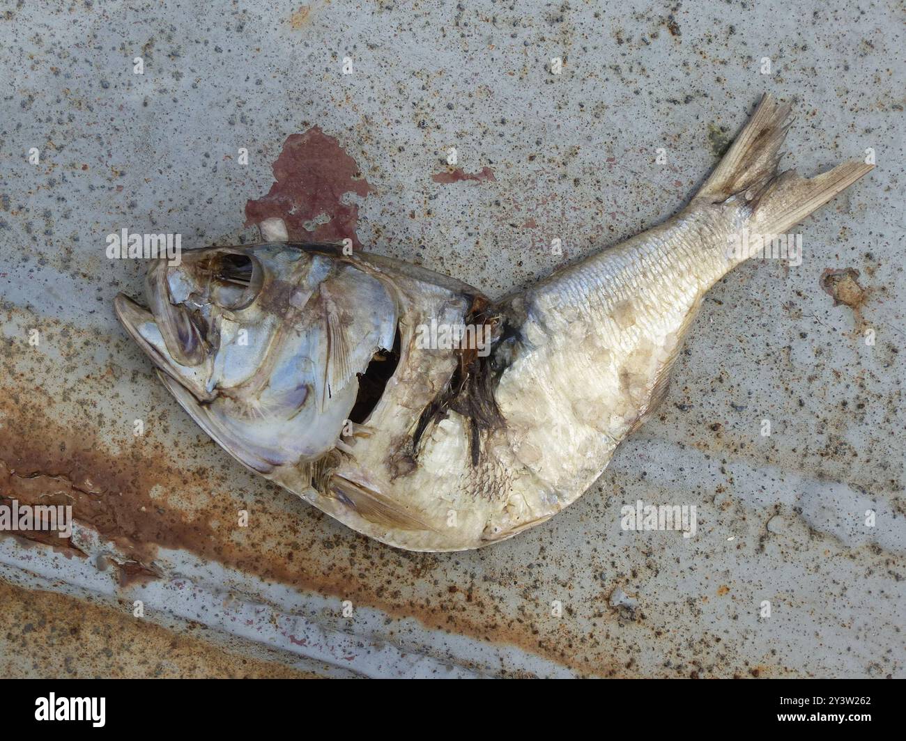 Menhaden atlantique (Brevoortia tyrannus) Actinopterygii Banque D'Images