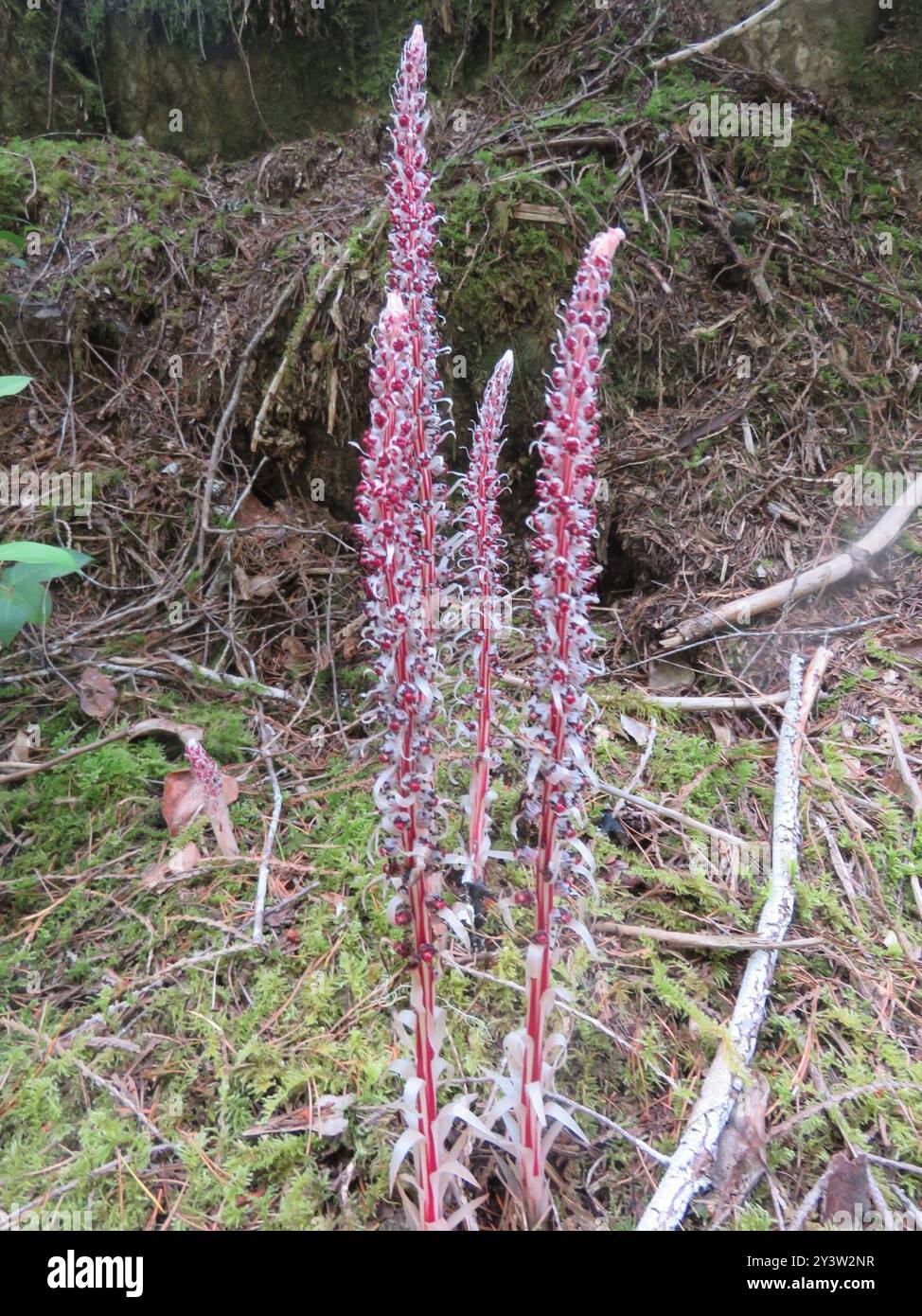 Bâton de sucre (Allotropa virgata) Plantae Banque D'Images