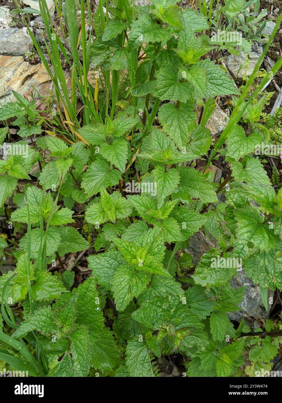 Hysope géant à feuilles d'ortie (Agastache urticifolia) Plantae Banque D'Images