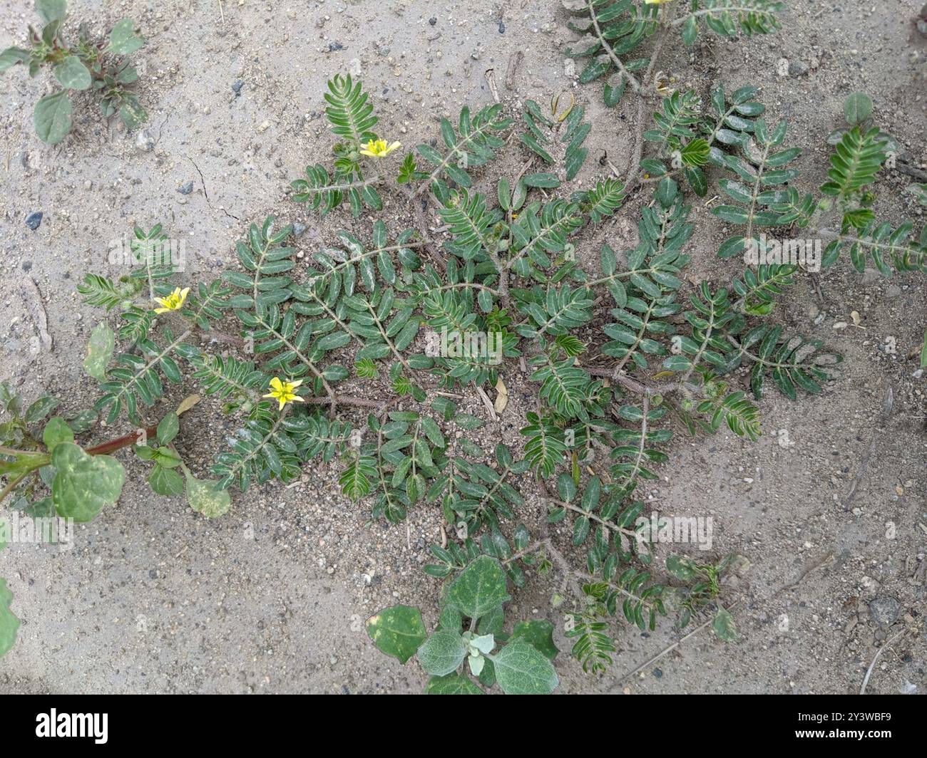 Vigne de ponction (Tribulus terrestris) Plantae Banque D'Images