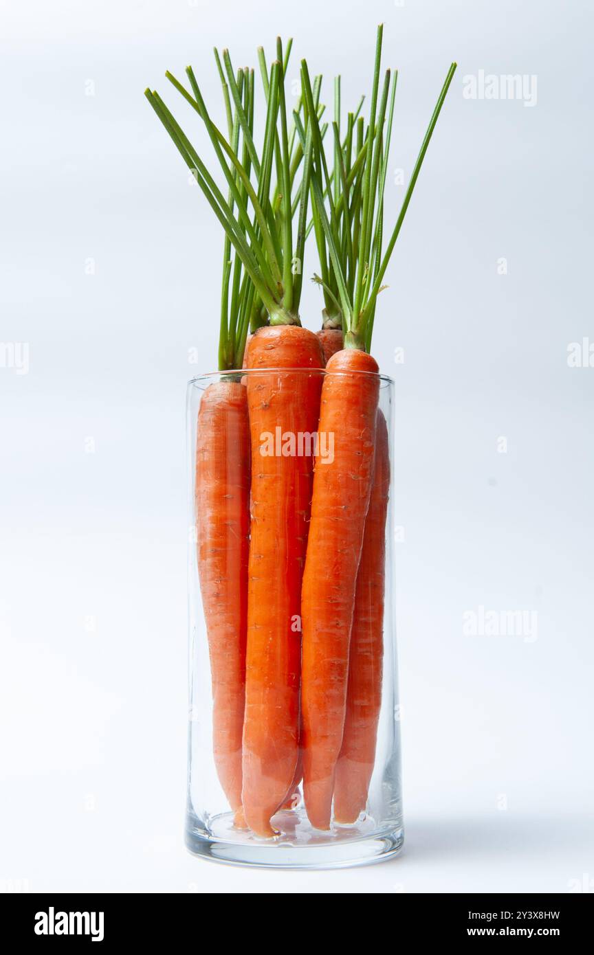 Un bouquet de carottes fraîches debout vetical dans un vase en verre clair. Banque D'Images