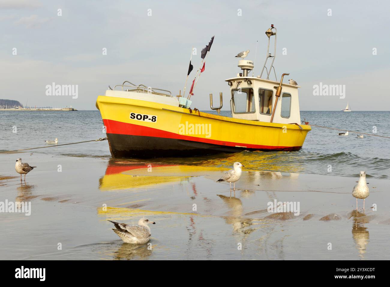 Bateau de pêche jaune échouée dans l'eau de mer peu profonde et goélands immatures hareng mouettes sur la baie de Gdansk sur la mer Baltique, Pologne, Europe Banque D'Images