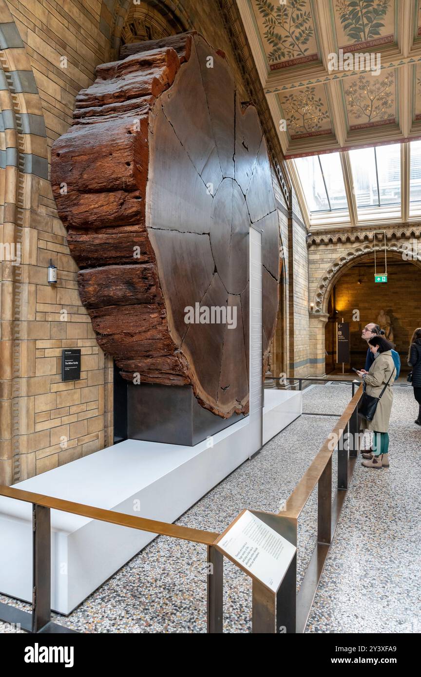 Londres, Royaume-Uni - 23 mars 2024 : la tranche de séquoia géant au Musée d'histoire naturelle de Londres. ROYAUME-UNI. Banque D'Images