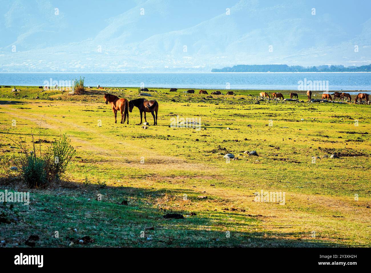 Un troupeau de chevaux paît paisiblement sur la rive herbeuse du lac Kerkini, en Grèce, avec le lac et les montagnes lointaines en arrière-plan. Banque D'Images