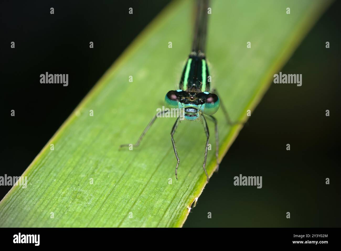 Gros plan d'une libellule (Coenagrionidae) sur une feuille regardant le spectateur, photographie d'insectes, macro, biodiversité, nature Banque D'Images