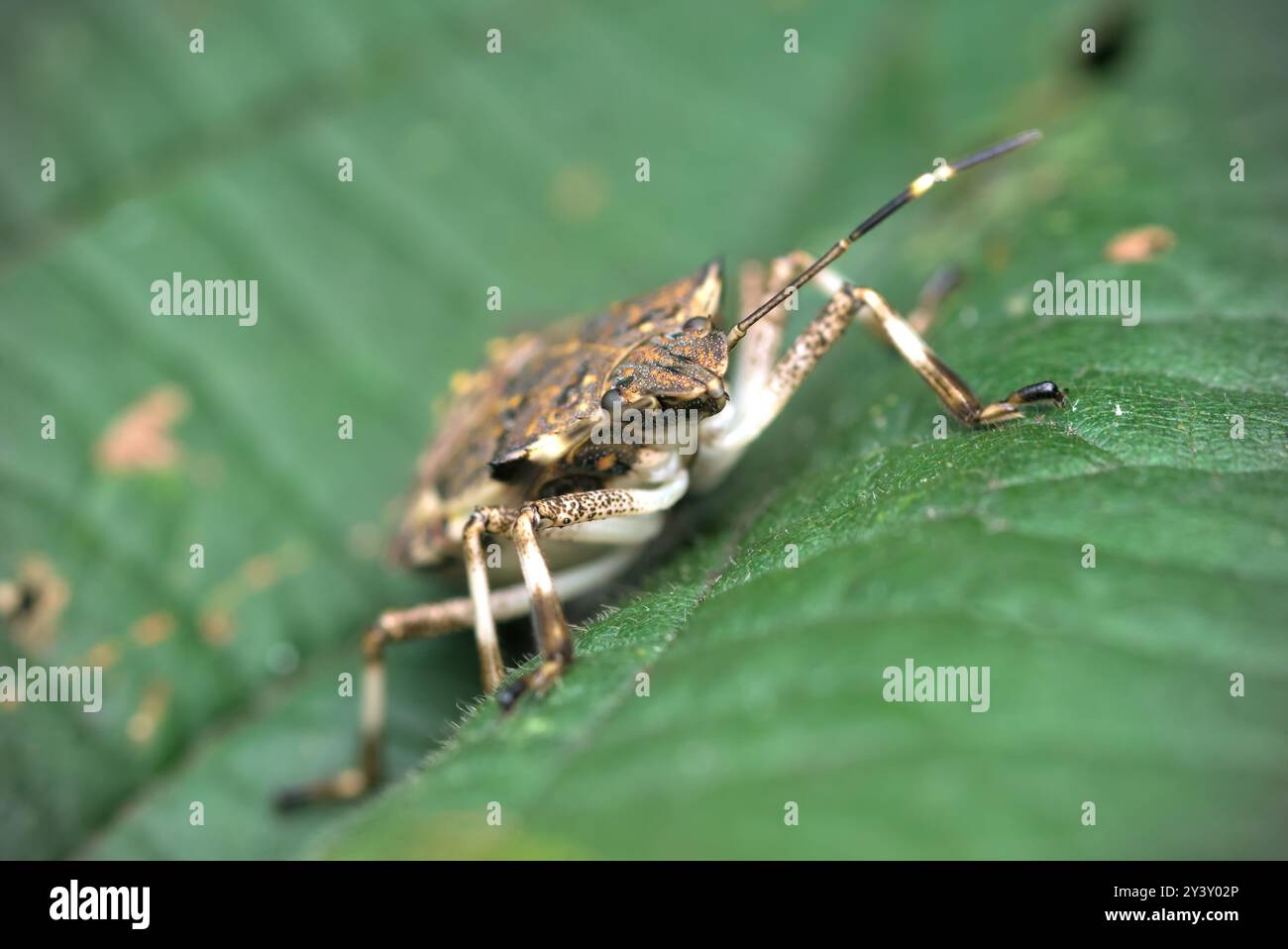 Gros plan d'un insecte puant nymphe (Halyomorpha halys) regardant dans l'appareil photo, macrophotographie, insectes, biodiversité, nature Banque D'Images