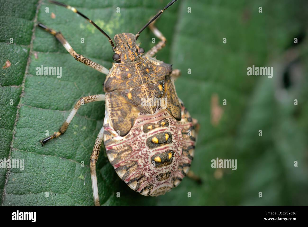 Gros plan d'une insecte puante nymphe (Halyomorpha halys) Macro photographie, insectes, biodiversité, nature Banque D'Images