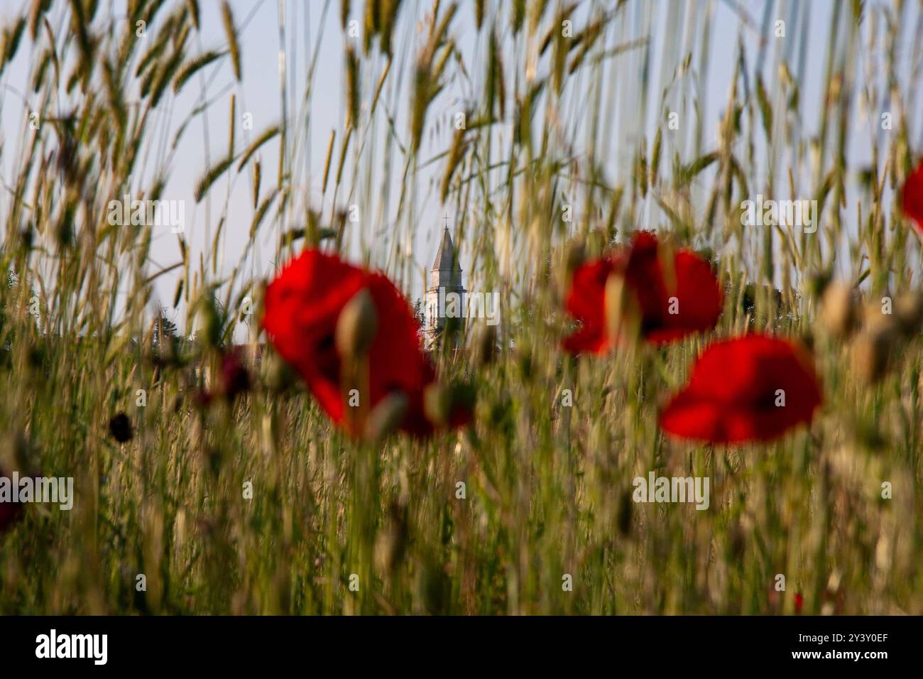 Herbe avec fleur rouge devant l'image Banque D'Images