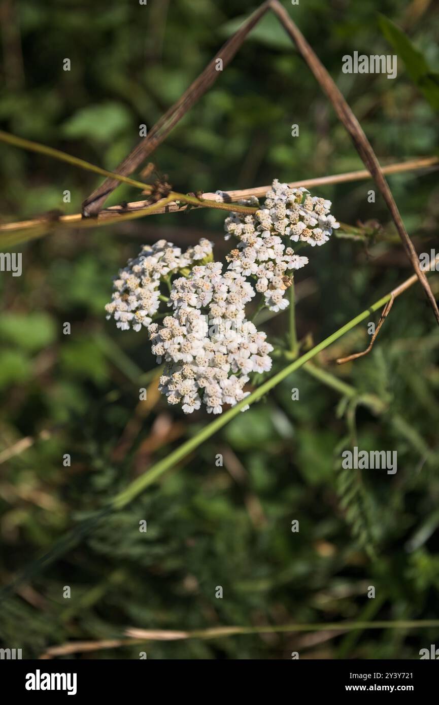 Yarrow dans l'herbe vu de près Banque D'Images