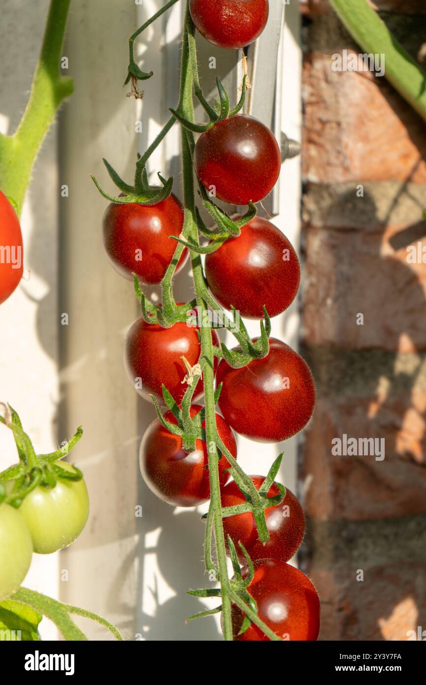 La culture de tomates. Tomates multicolores. Récolte de tomates colorées. Cerise, rouge, jaune et grosse tomate orange. Main tenant Artisan Blush Tiger. Banque D'Images