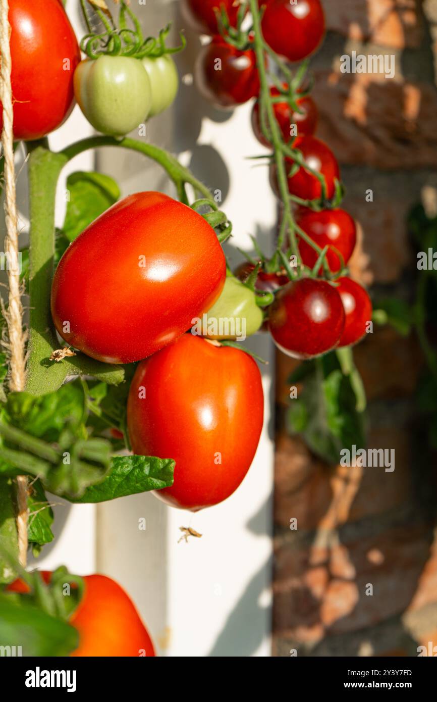 La culture de tomates. Tomates multicolores. Récolte de tomates colorées. Cerise, rouge, jaune et grosse tomate orange. Main tenant Artisan Blush Tiger. Banque D'Images