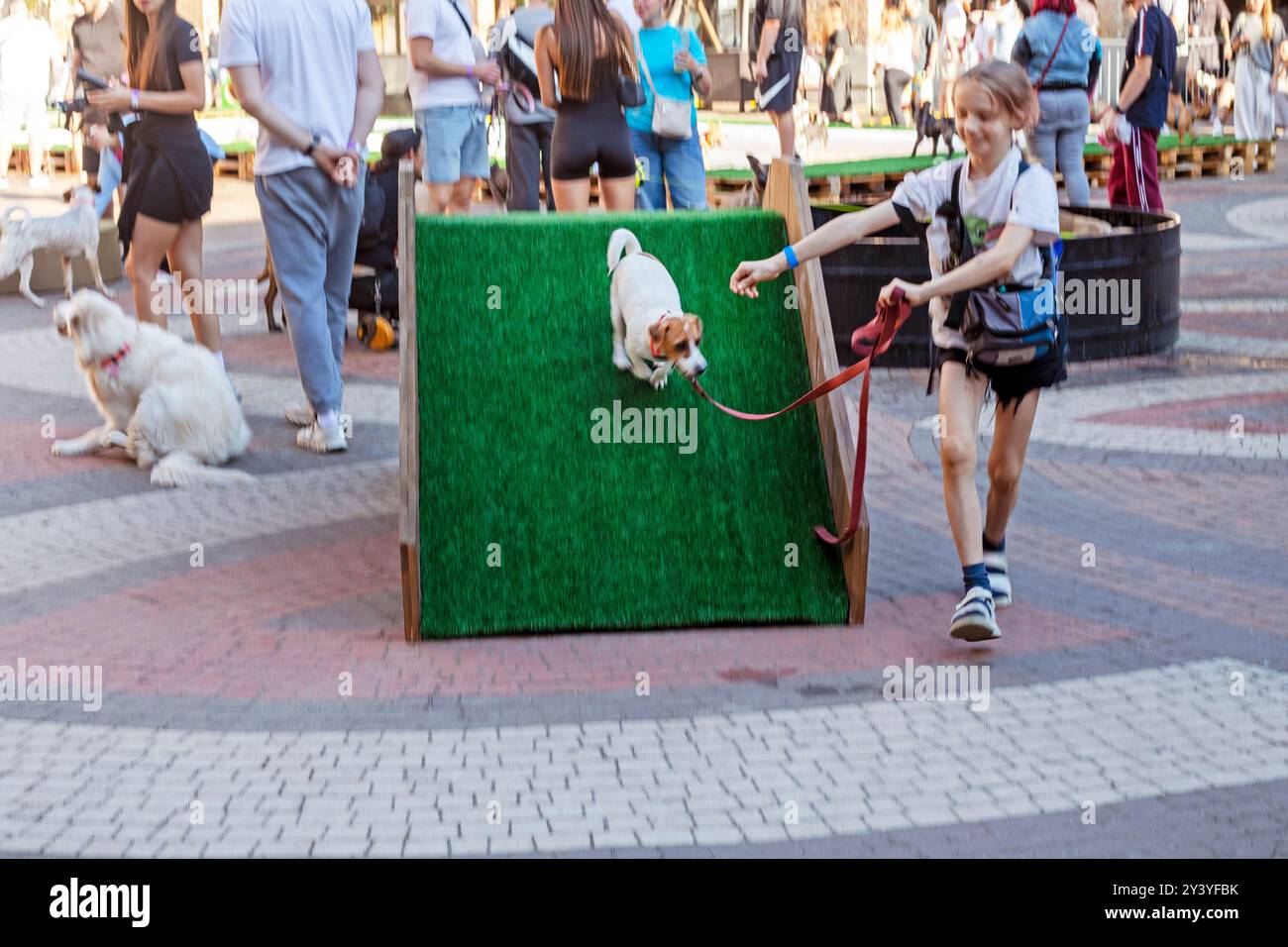 Happy Girl forme un chiot Jack Russell Terrier adulte sur un terrain d'entraînement par une journée ensoleillée. Agilité Banque D'Images