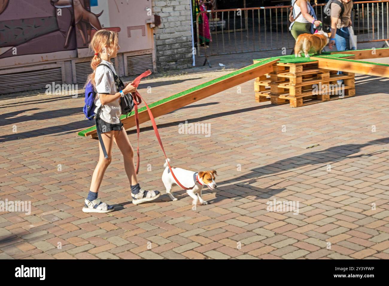 Happy Girl forme un chiot Jack Russell Terrier adulte sur un terrain d'entraînement par une journée ensoleillée. Agilité Banque D'Images