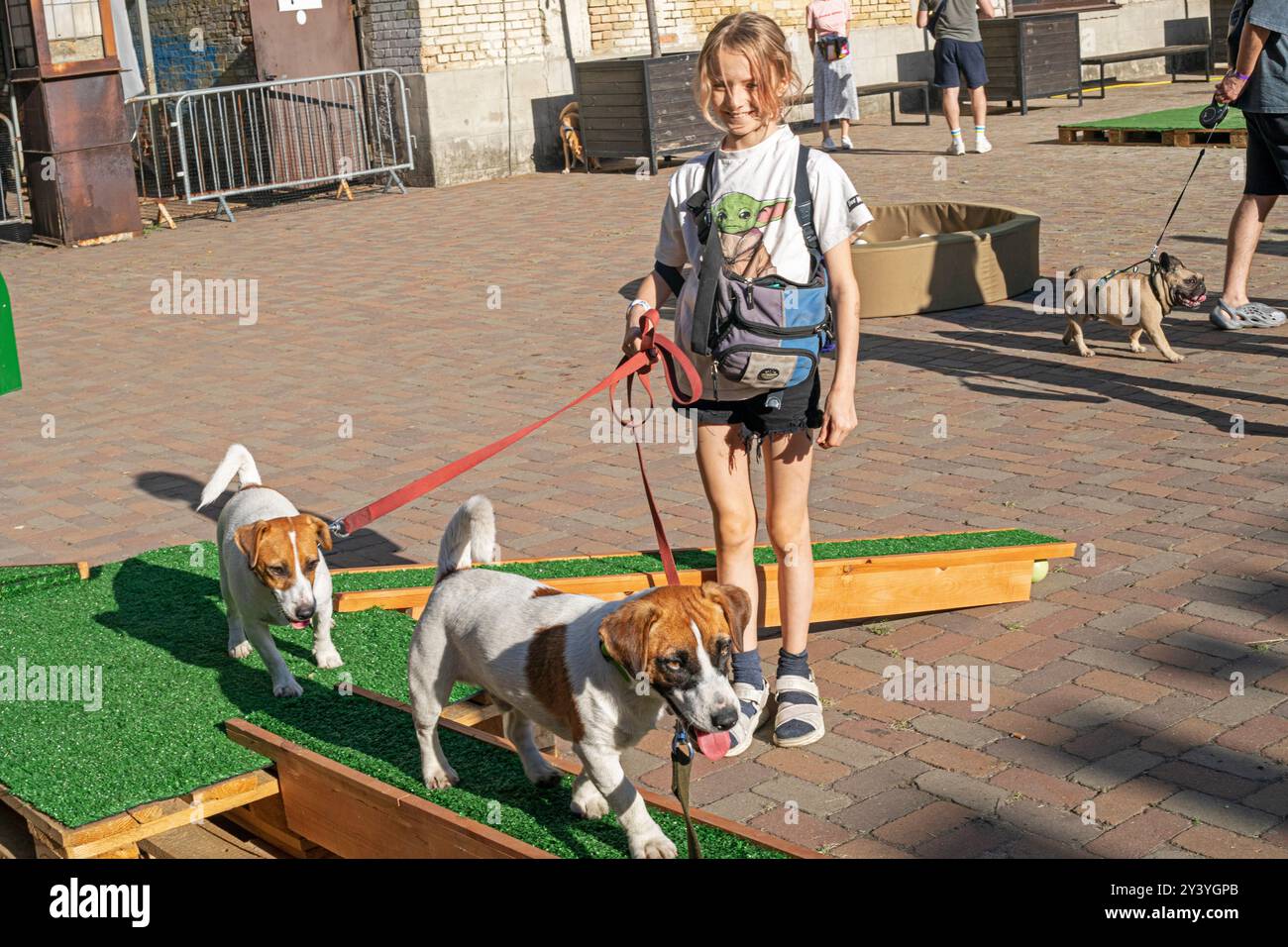 Une fille entraîne un chiot Jack Russell Terrier adulte sur un terrain d'entraînement par une journée ensoleillée. Agilité Banque D'Images