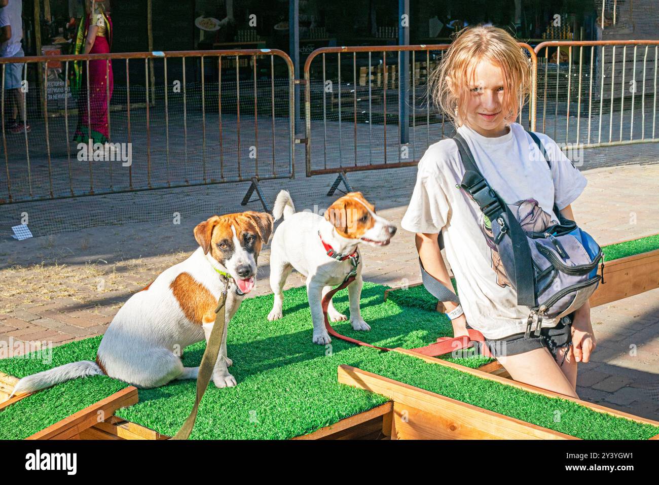 Une fille entraîne un chiot Jack Russell Terrier adulte sur un terrain d'entraînement par une journée ensoleillée. Agilité Banque D'Images