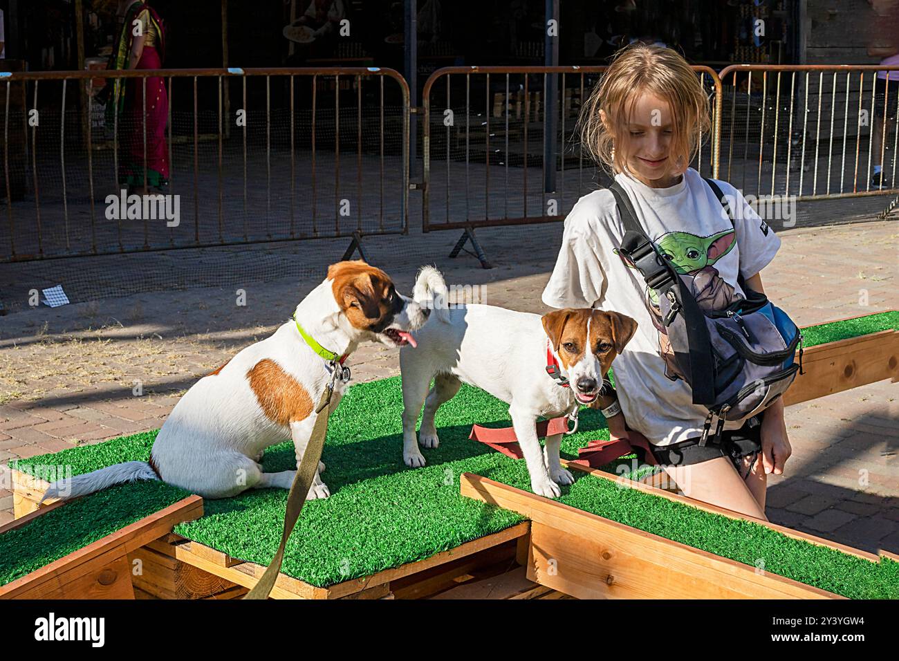 Happy Girl forme un chiot Jack Russell Terrier adulte pour une friandise sur un terrain d'entraînement par une journée ensoleillée. Agilité Banque D'Images