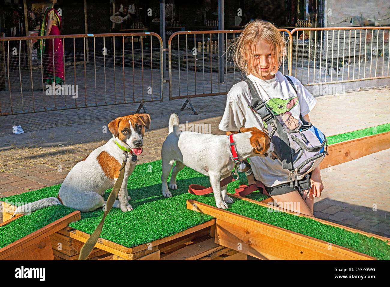 Happy Girl forme un chiot Jack Russell Terrier adulte pour une friandise sur un terrain d'entraînement par une journée ensoleillée. Agilité Banque D'Images