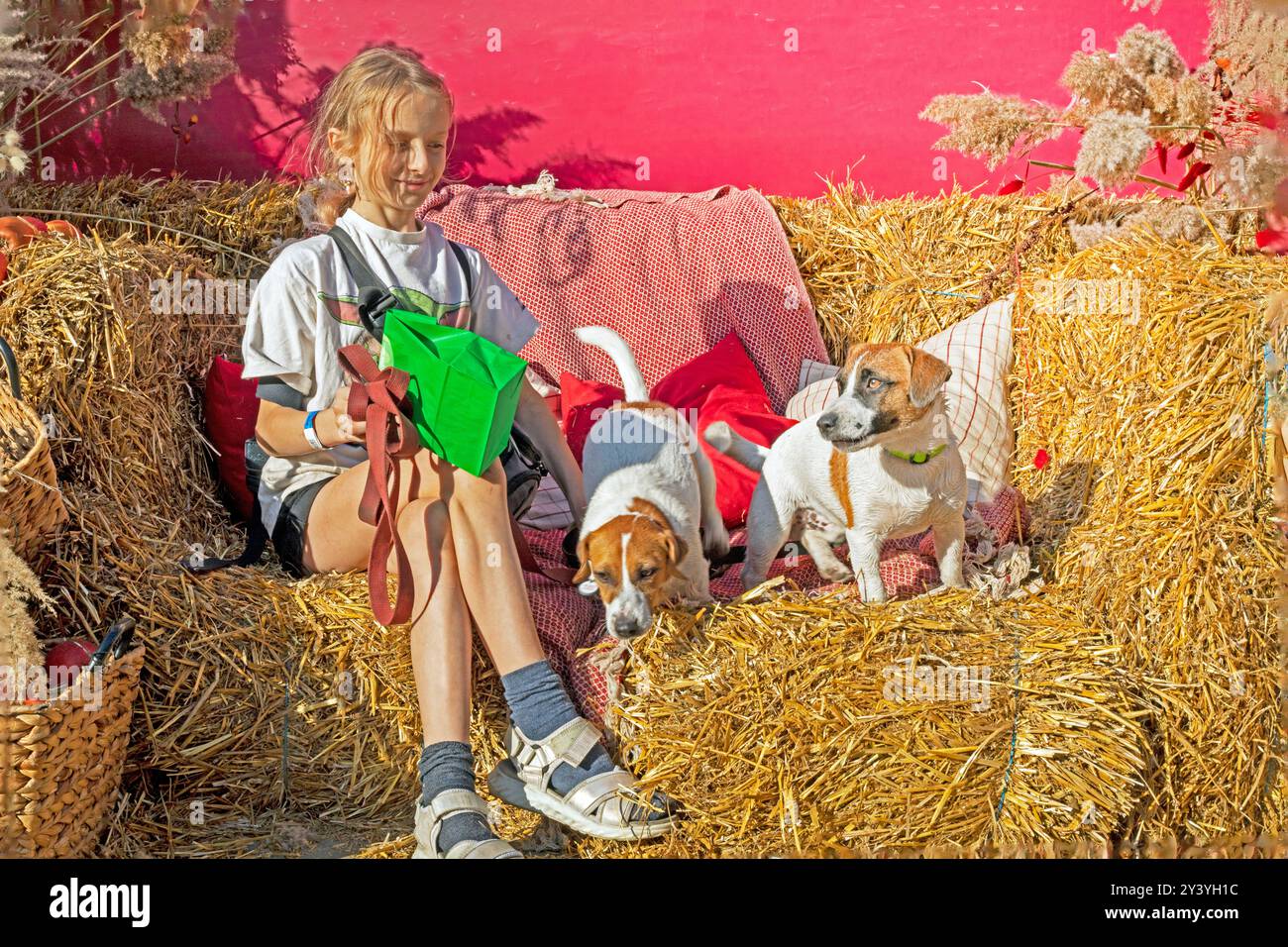 heureuse fille avec deux chiens jack russell terrier assis sur un canapé de paille à l'extérieur. Dressage et socialisation des chiens Banque D'Images