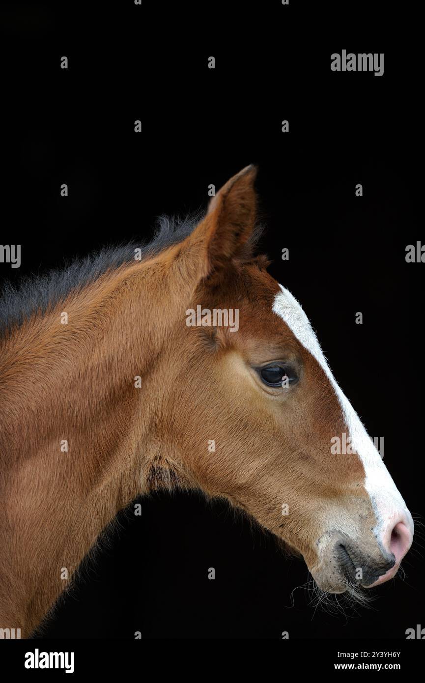 Portrait d'une pouliche ou poulain de cheval de sport canadien avec fond noir bébé cheval avec des oreilles floues blanches blaze qui sont en avant et moustaches sur mu Banque D'Images