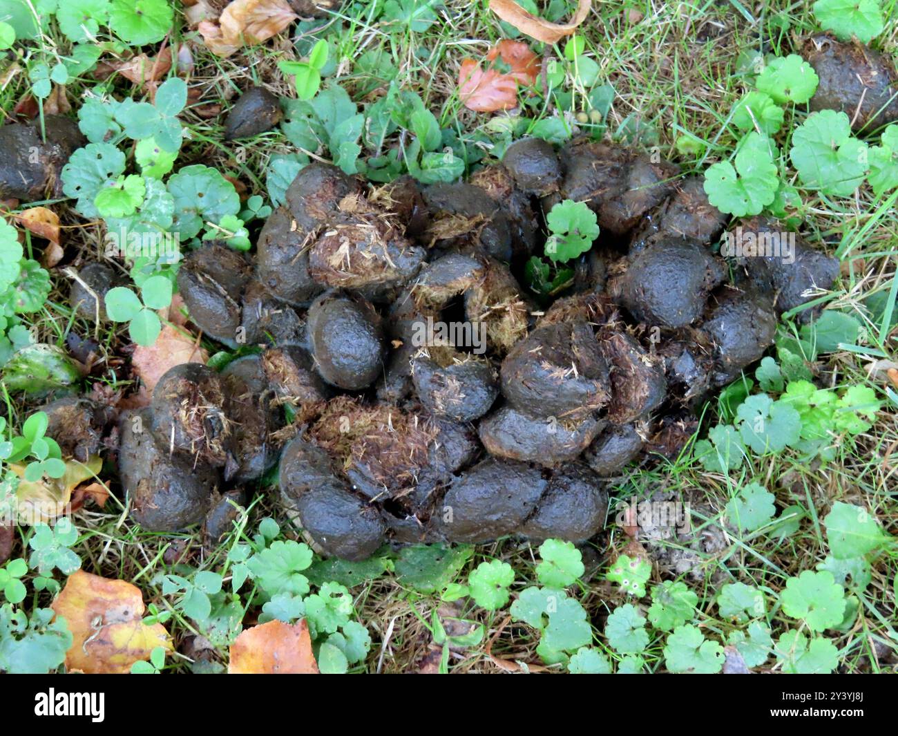 ...Hier Hat ein Huftier Seine Aepfelchen Fallen gelassen - der beste Duenger fuer den heimischen Garten... Dunghaufen - Saeugetier *** ici, un animal saboté a laissé tomber ses pommes le meilleur engrais pour le mammifère de tas de fumier de jardin maison Banque D'Images