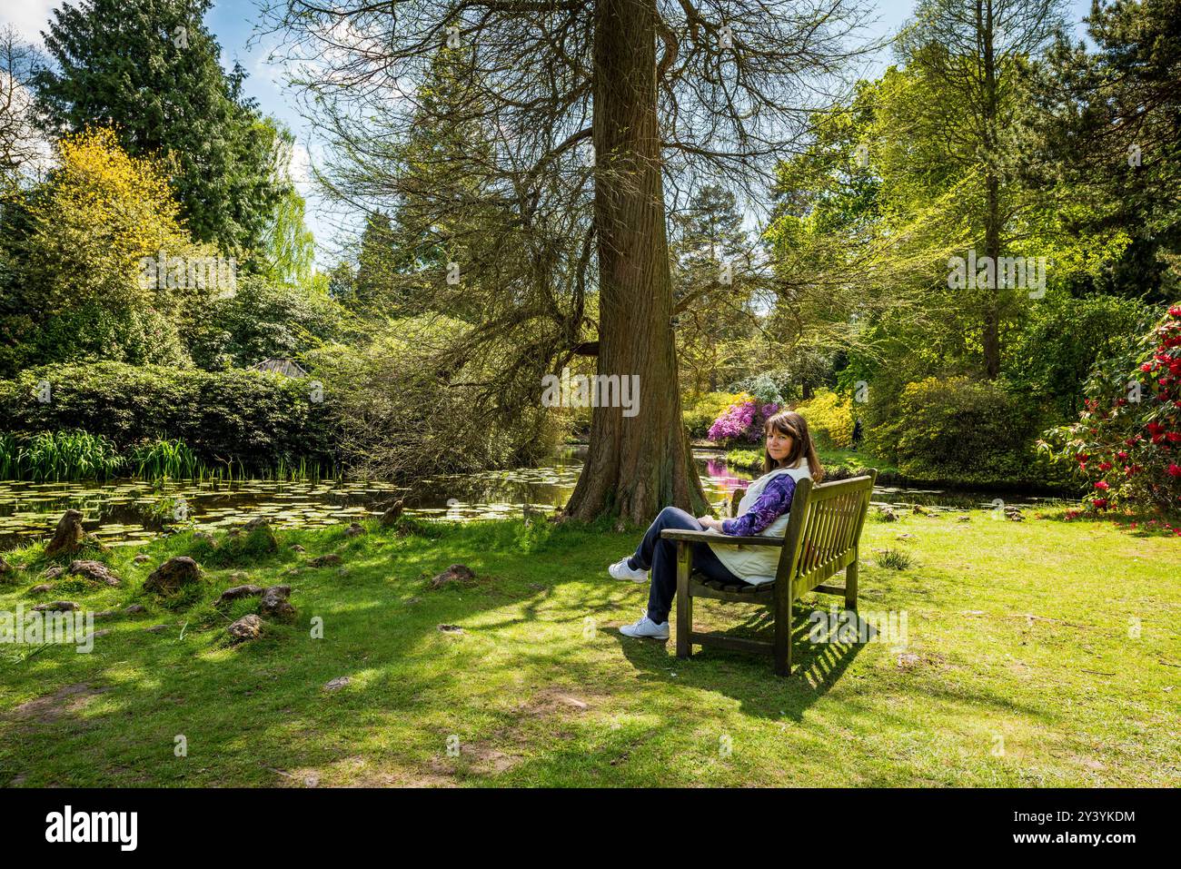 Dame assise sur le banc profitant de la vue, Tatton Park, Cheshire, Angleterre, Royaume-Uni Banque D'Images