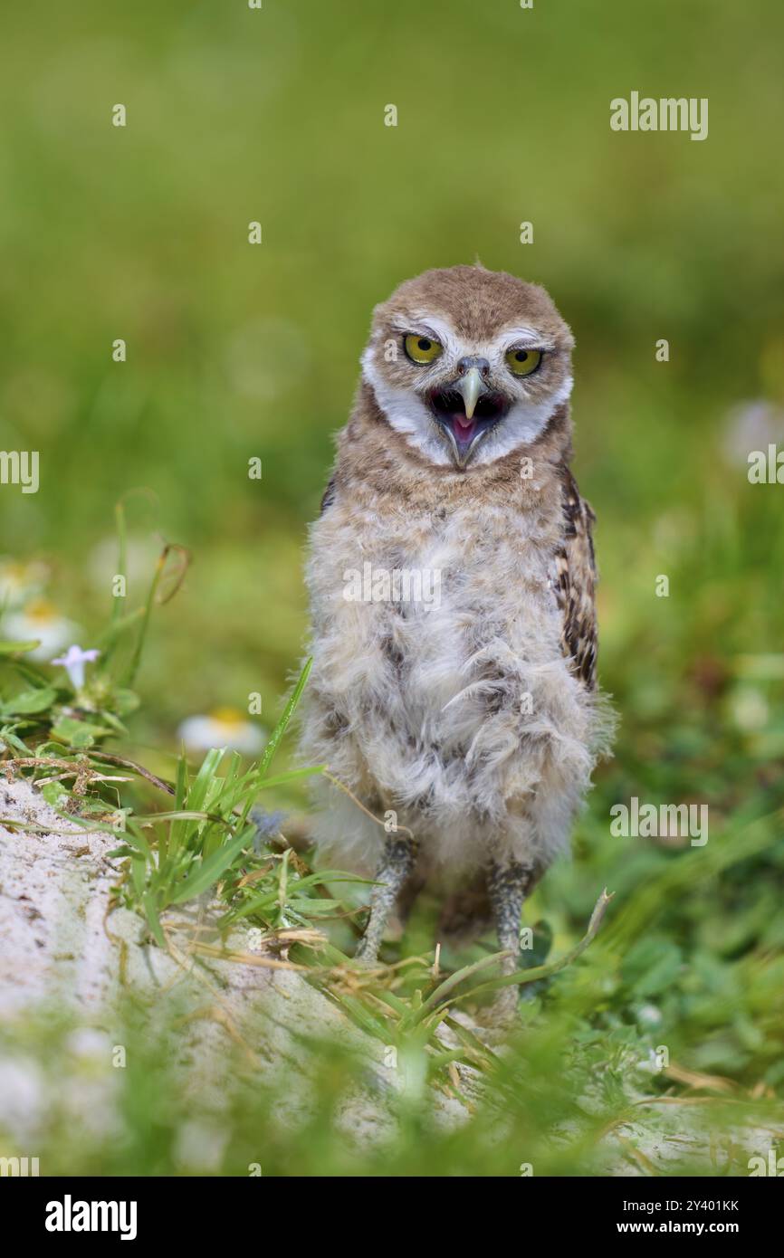 Chouette des terriers (Speotyto cunicularia), jeune oiseau dans les prairies qui bâillent près de la grotte de nidification, Pembroke Pines, Floride, États-Unis, Amérique du Nord Banque D'Images