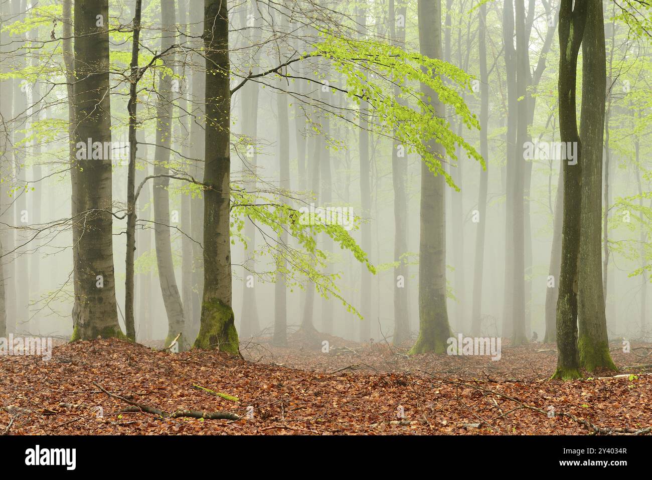 Forêt de hêtres intacte avec brouillard au début du printemps, premières feuilles vertes tendres, parc national de Kellerwald-Edersee, Hesse, Allemagne, Europe Banque D'Images