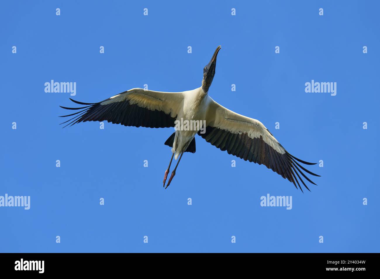 Cigogne des bois (Mycteria americana), avec des ailes déployées volant à travers un ciel bleu clair, Wakodahatchee Wetlands, Delray Beach, Floride, États-Unis, Nord Am Banque D'Images