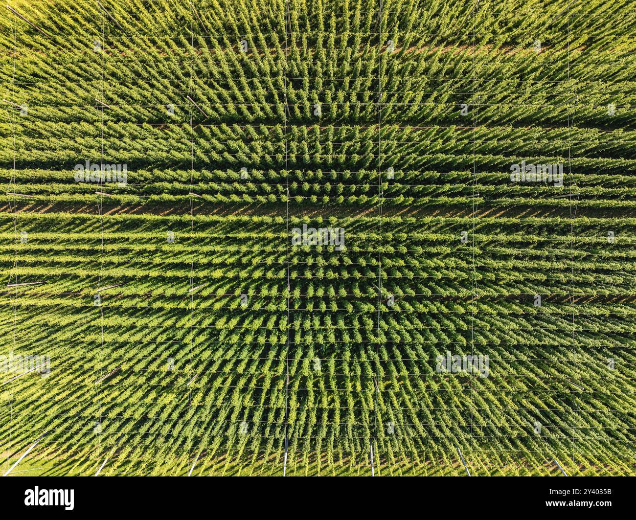 Vue à vol d'oiseau d'un champ vert symétrique avec des plantes à croissance dense, jardin de houblon, Hochdorf, Forêt Noire, Allemagne, Europe Banque D'Images