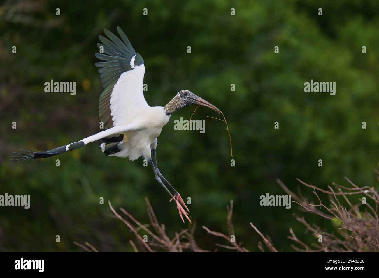 Cigogne des bois (Mycteria americana), vole à travers une zone boisée tenant un bâton dans son bec, Wakodahatchee Wetlands, Delray Beach, Floride, États-Unis, Nord Am Banque D'Images