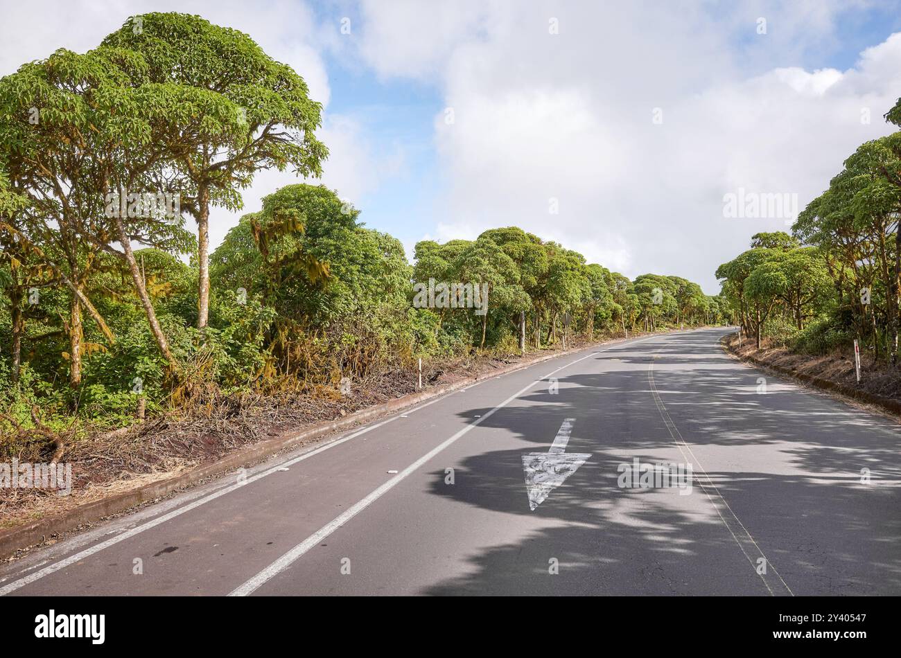 Route asphaltée sur l'île de Santa Cruz, parc national des Galapagos, Équateur. Banque D'Images