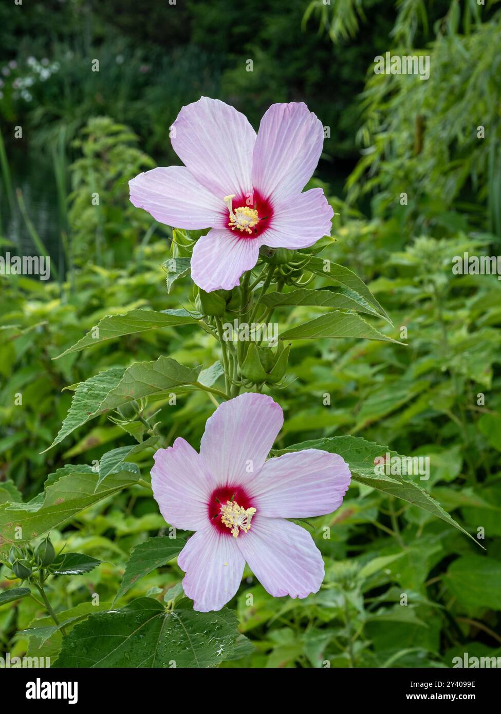 Deux fleurs vibrantes de Swamp Rose Mallow (Hibiscus moscheutos) ornent un jardin d'été, leurs pétales roses doux contrastant magnifiquement avec le gre luxuriant Banque D'Images