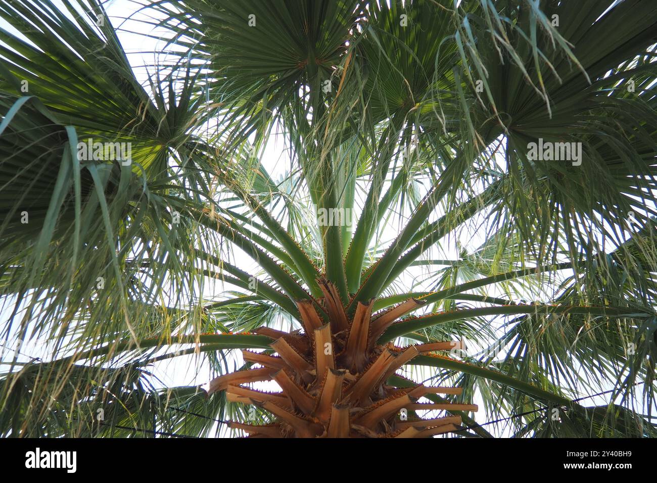 Les Arecaceae sont une famille de plantes vivaces à fleurs dans l'ordre des monocotylédones des Arecales. Washingtonia robusta, connu sous son nom commun comme fan mexicain Banque D'Images