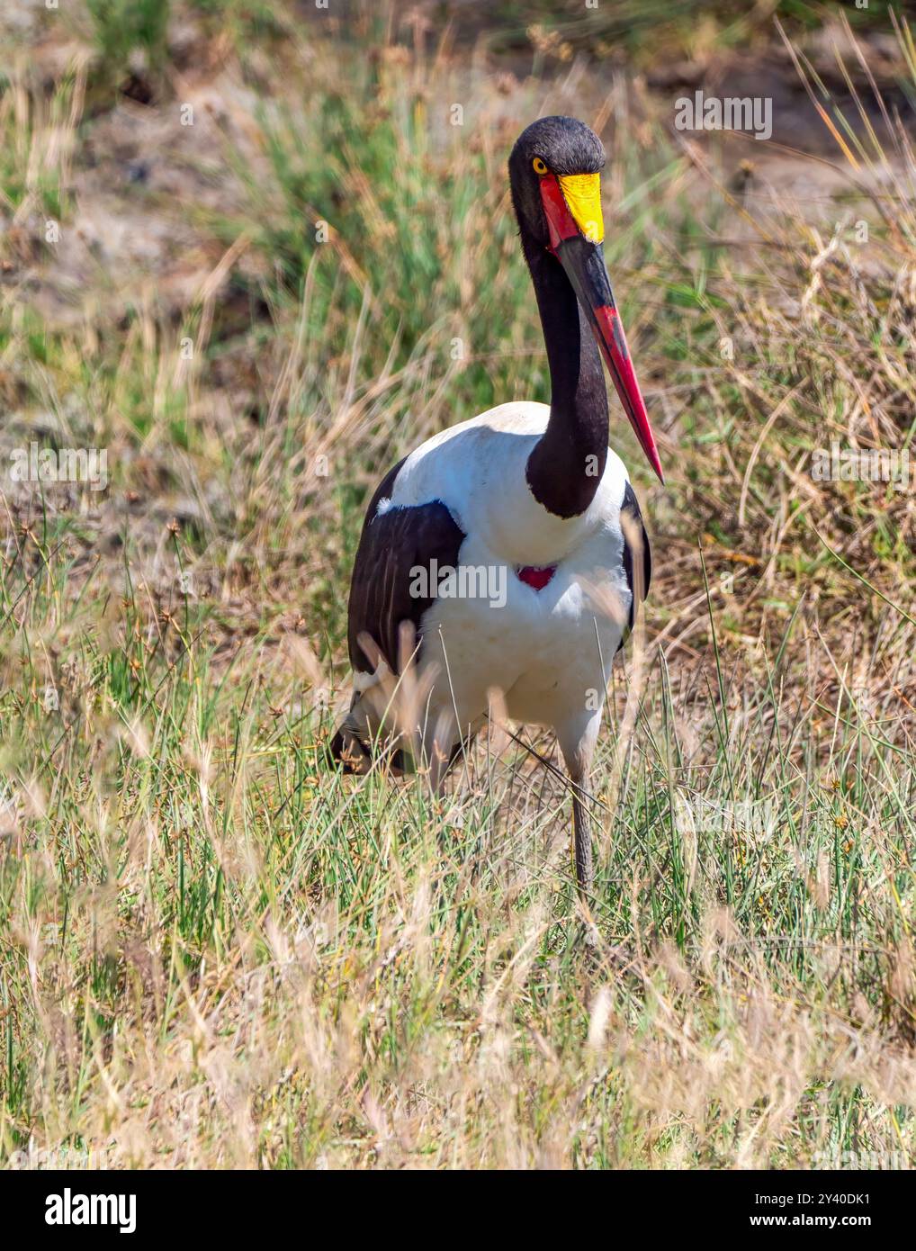 . Une cigogne à bec de selle (Ephippiorhynchus senegalensis) dans le parc national du Serengeti en Tanzanie. La coloration du bec dans le col national allemand Banque D'Images