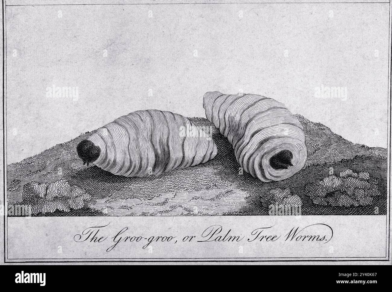 Les vers groo-groo reposent côte à côte, mettant en valeur leurs corps et textures distincts et spiralés. Cette gravure capture les détails complexes de ces habitants uniques de palmiers. Banque D'Images
