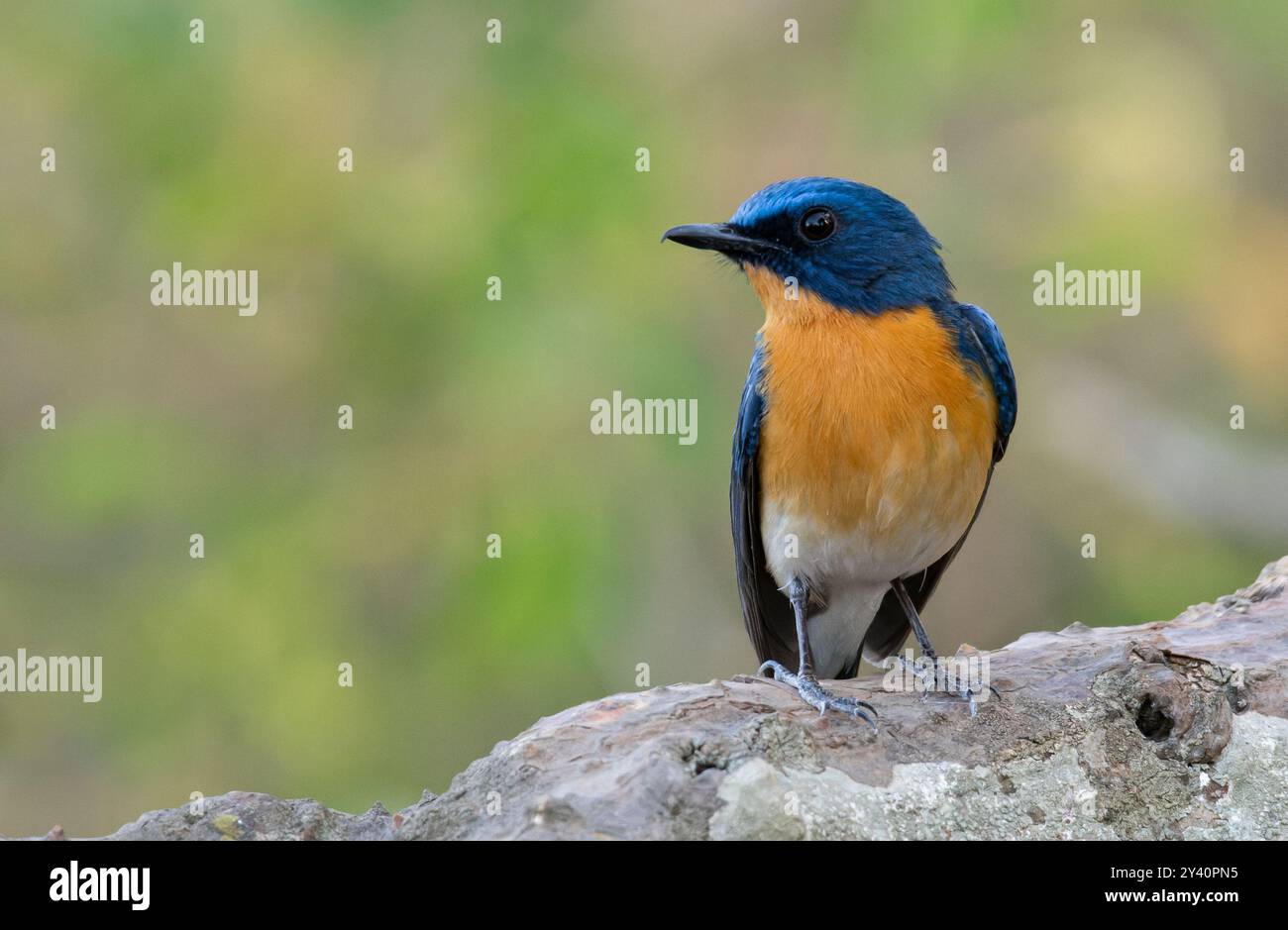Magnifique flycatcher orange oiseau bleu perché sur une branche Banque D'Images