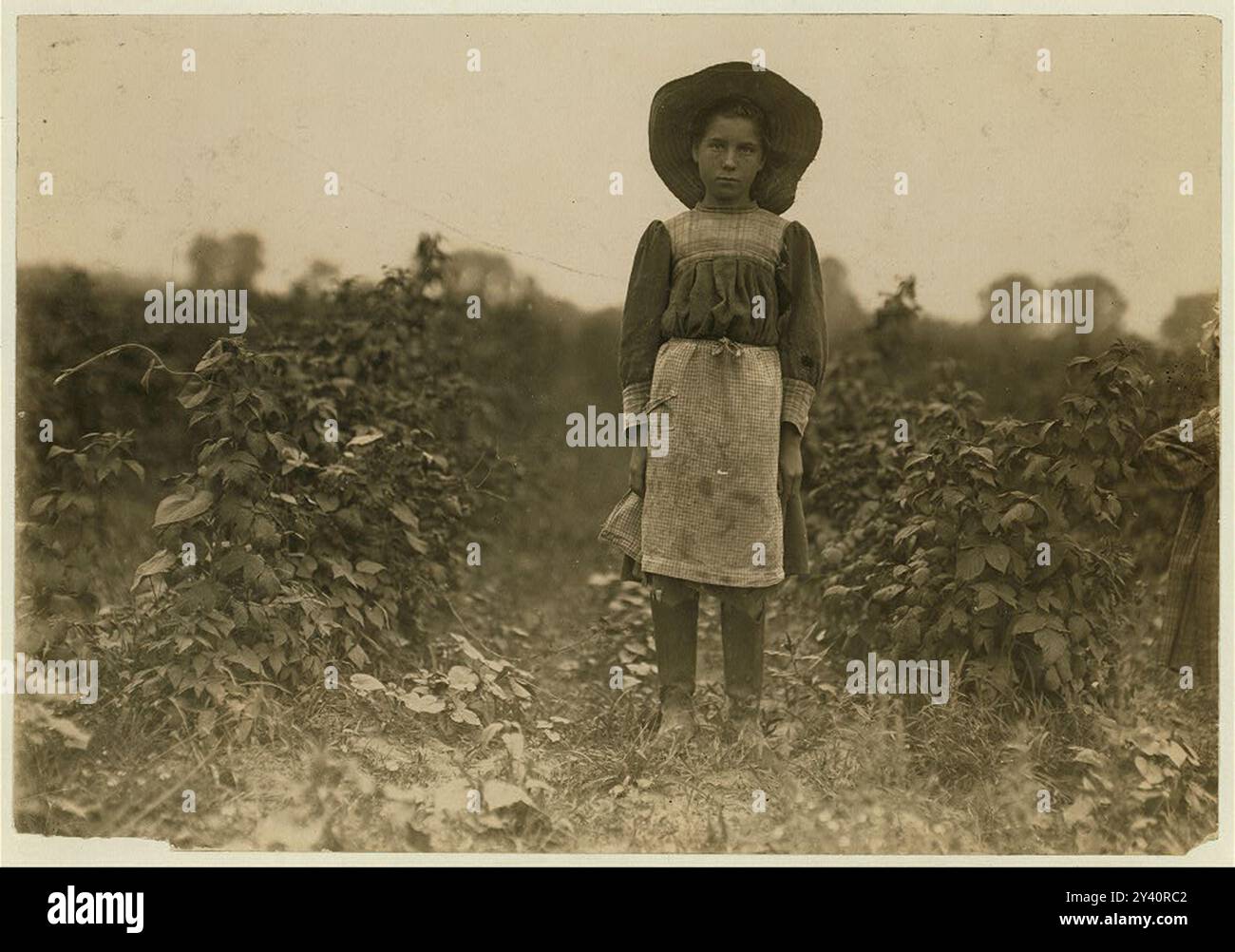 Bertha Marshall une cueilleuse de baies à Jenkins Farm, Rock Creek, près de Baltimore, Md. J'y suis allé 2 étés. Sélectionne environ 10 boîtes par jour. (2 cents la boîte). Photo 7 juillet 1909. Lieu : Baltimore, Maryland. Afficher une image agrandie Banque D'Images