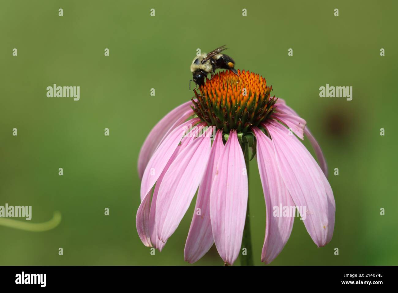 Bourdon recueillant le pollen d'un coneflower Banque D'Images