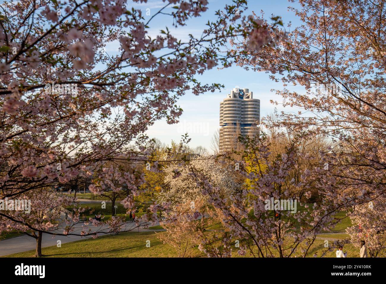 Cerisiers au printemps, en arrière-plan le bâtiment BMW à Olympia Park Munich Allemagne Banque D'Images