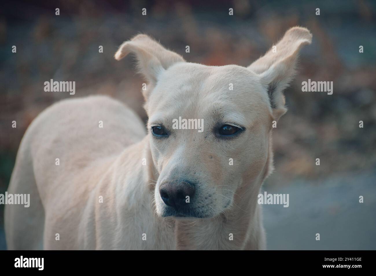 Un chien blanc, comme un nuage de menthe, se frayait lentement un chemin à travers la forêt matinale, sa fourrure scintillant sous les rayons du soleil. Elle n'était pas juste un chien s. Banque D'Images