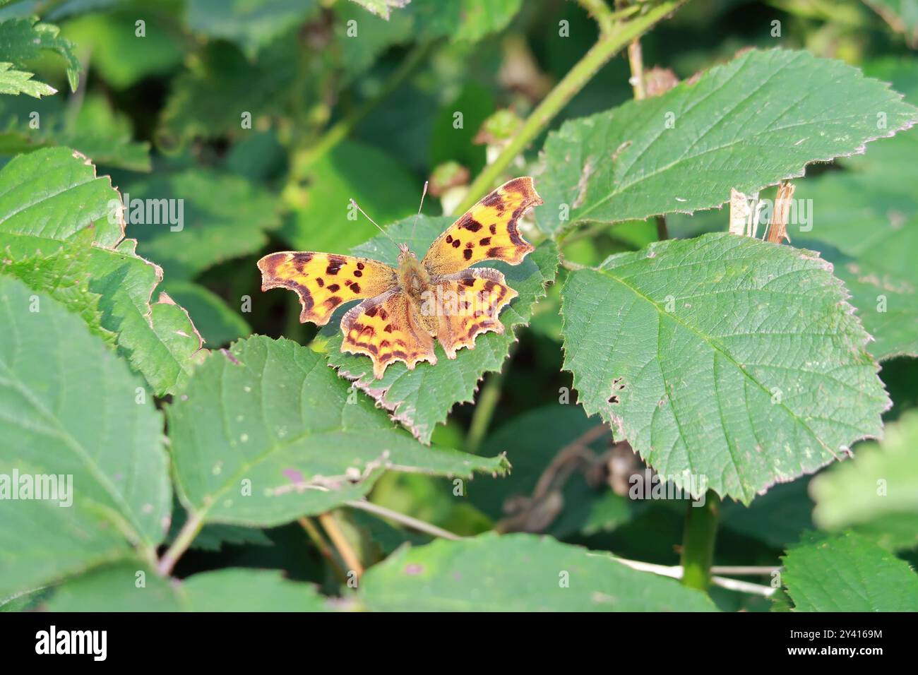 Papillon de virgule Banque D'Images