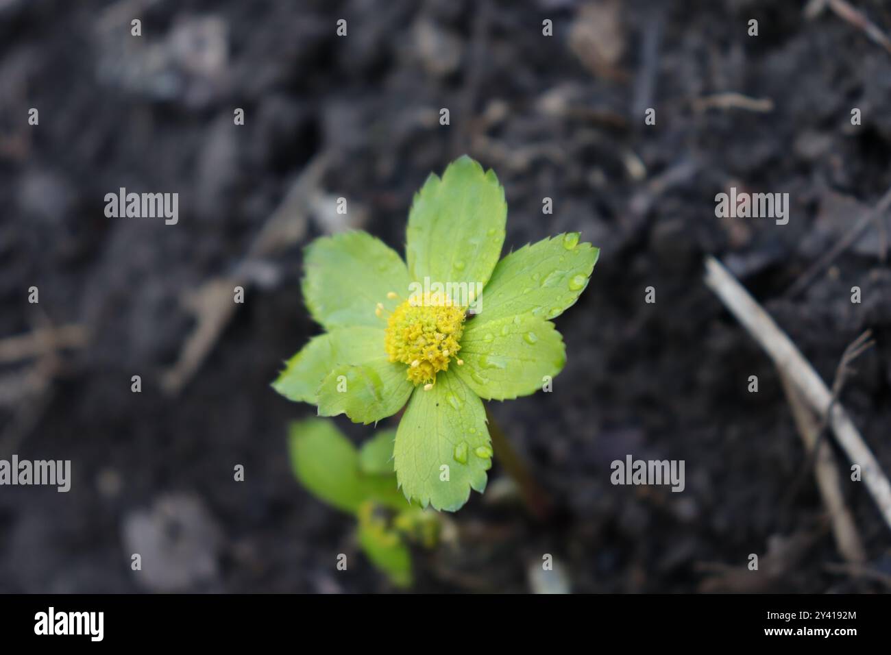 Fleur de montagne après la pluie, avec des gouttes de pluie et un sol noir. Banque D'Images