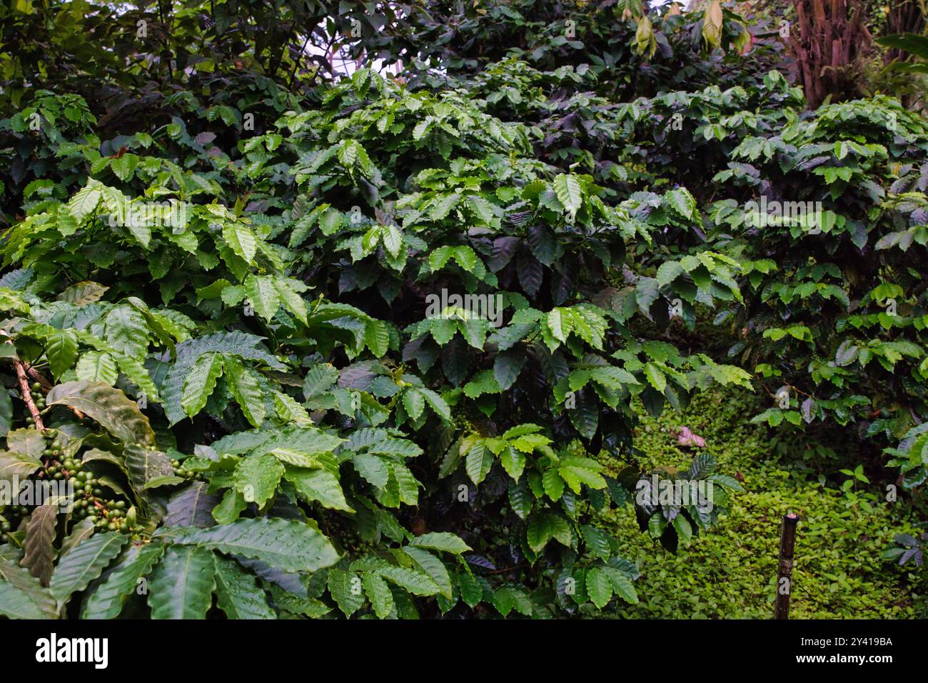 Une croissance dense de plants de café aux feuilles vertes vibrantes, mettant en valeur le feuillage luxuriant typique d'une plantation de café. La scène est riche en texture an Banque D'Images